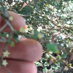 Pittosporum multiflorum at Marshall Mount, NSW - 1 Sep 2024