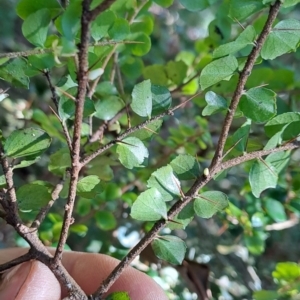 Pittosporum multiflorum at Marshall Mount, NSW - 1 Sep 2024