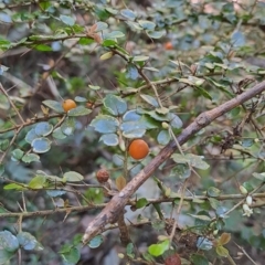 Pittosporum multiflorum at Marshall Mount, NSW - 1 Sep 2024