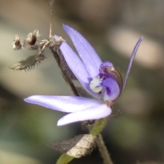 Cyanicula caerulea (Blue Fingers, Blue Fairies) at Tallong, NSW - 7 Sep 2024 by Curiosity