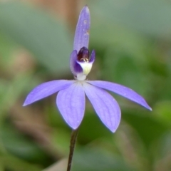 Cyanicula caerulea at Tallong, NSW - suppressed