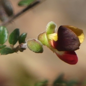 Bossiaea buxifolia at Tallong, NSW - 7 Sep 2024 12:10 PM