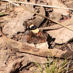 Vanessa itea (Yellow Admiral) at Bruce, ACT - 7 Sep 2024 by ConBoekel