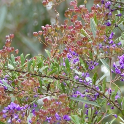 Bursaria spinosa subsp. lasiophylla (Australian Blackthorn) at Tallong, NSW - 7 Sep 2024 by Curiosity