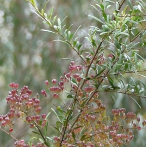 Bursaria spinosa subsp. lasiophylla at Tallong, NSW - 7 Sep 2024 01:09 PM