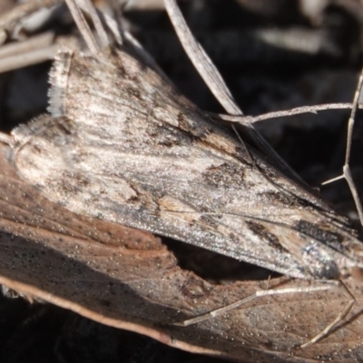 Nomophila corticalis (A Snout Moth) at Hall, ACT - 8 Sep 2024 by Anna123