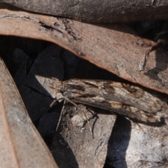 Nomophila corticalis at Hall, ACT - 8 Sep 2024