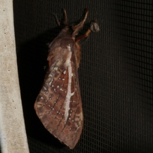 Oxycanus australis at Freshwater Creek, VIC - 3 May 2021 12:53 AM