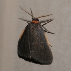 Castulo doubledayi (Doubleday's Footman) at Freshwater Creek, VIC - 3 May 2021 by WendyEM