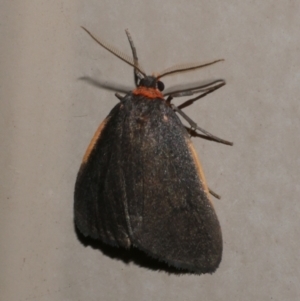 Castulo doubledayi at Freshwater Creek, VIC - 3 May 2021