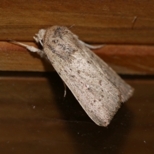 Leucania uda at Freshwater Creek, VIC - 3 May 2021 10:43 PM