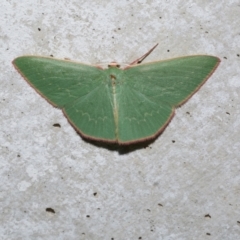 Chlorocoma dichloraria (Guenee's or Double-fringed Emerald) at Freshwater Creek, VIC - 4 May 2021 by WendyEM