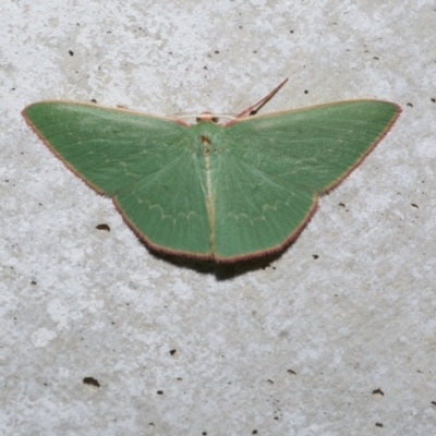 Chlorocoma dichloraria (Guenee's or Double-fringed Emerald) at Freshwater Creek, VIC - 5 May 2021 by WendyEM