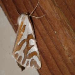 Thalaina inscripta (Mitre Satin Moth) at Freshwater Creek, VIC - 5 May 2021 by WendyEM