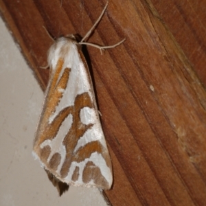 Thalaina inscripta at Freshwater Creek, VIC - 5 May 2021