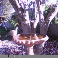 Spilopelia chinensis (Spotted Dove) at North Albury, NSW - 7 Sep 2024 by Darcy