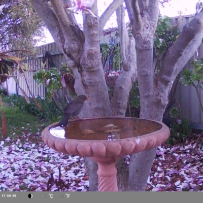 Turdus merula (Eurasian Blackbird) at North Albury, NSW - 7 Sep 2024 by Darcy