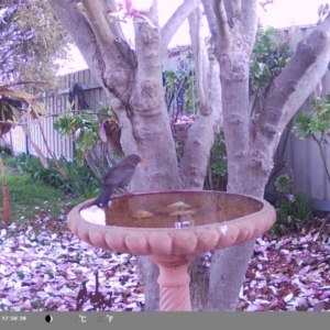 Turdus merula at North Albury, NSW - suppressed