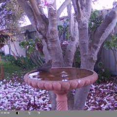 Turdus merula at North Albury, NSW - suppressed