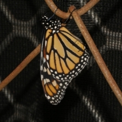 Danaus plexippus (Monarch) at Freshwater Creek, VIC - 7 May 2021 by WendyEM