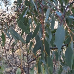 Eucalyptus dives (Broad-leaved Peppermint) at Fadden, ACT - 9 Sep 2024 by LPadg