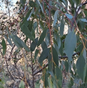 Eucalyptus dives at Fadden, ACT - 9 Sep 2024