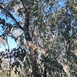 Eucalyptus dives at Fadden, ACT - 9 Sep 2024