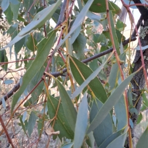 Eucalyptus dives at Fadden, ACT - 9 Sep 2024