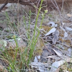 Stackhousia monogyna (Creamy Candles) at Fadden, ACT - 9 Sep 2024 by LPadg