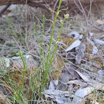 Stackhousia monogyna (Creamy Candles) at Fadden, ACT - 9 Sep 2024 by LPadg