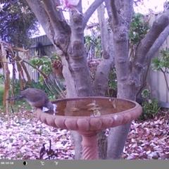 Spilopelia chinensis (Spotted Dove) at North Albury, NSW - 8 Sep 2024 by Darcy