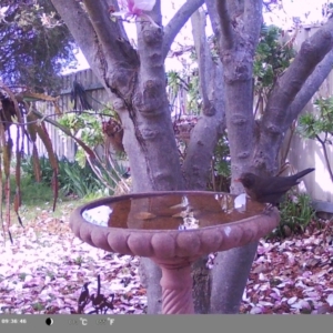 Turdus merula at North Albury, NSW - suppressed