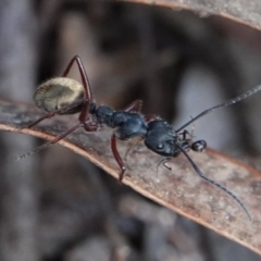 Camponotus suffusus (Golden-tailed sugar ant) at Yarralumla, ACT - 7 Sep 2024 by Anna123