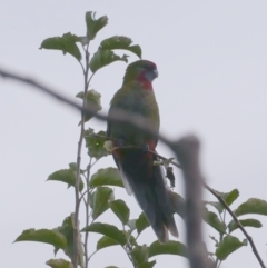 Platycercus elegans (Crimson Rosella) at Freshwater Creek, VIC - 7 May 2021 by WendyEM