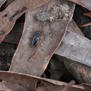 Trigonidium (Balamara) albovittatum at Yarralumla, ACT - 7 Sep 2024 10:50 AM