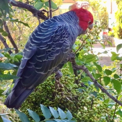 Callocephalon fimbriatum (Gang-gang Cockatoo) at Cook, ACT - 21 Apr 2023 by Jennybach