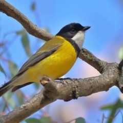 Pachycephala pectoralis (Golden Whistler) at Walla Walla, NSW - 8 Sep 2024 by Trevor