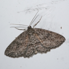 Ectropis fractaria (Ringed Bark Moth) at Freshwater Creek, VIC - 5 May 2021 by WendyEM