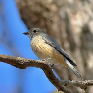 Pachycephala rufiventris at Walla Walla, NSW - 8 Sep 2024