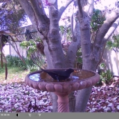 Turdus merula (Eurasian Blackbird) at North Albury, NSW - 8 Sep 2024 by Darcy