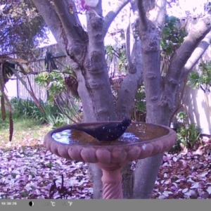 Turdus merula at North Albury, NSW - suppressed