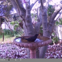 Turdus merula at North Albury, NSW - suppressed