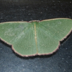 Chlorocoma dichloraria (Guenee's or Double-fringed Emerald) at Freshwater Creek, VIC - 5 May 2021 by WendyEM