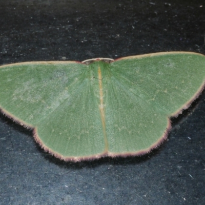 Chlorocoma dichloraria (Guenee's or Double-fringed Emerald) at Freshwater Creek, VIC - 5 May 2021 by WendyEM