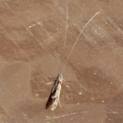 Unidentified Moth (Lepidoptera) at Moruya, NSW - 8 Sep 2024 by LisaH