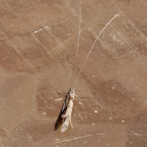 Trichoptera (order) at Moruya, NSW - 8 Sep 2024