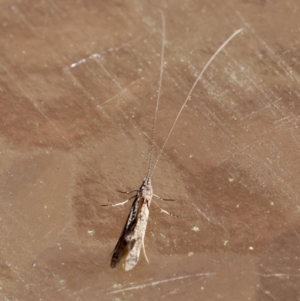 Trichoptera (order) at Moruya, NSW - suppressed
