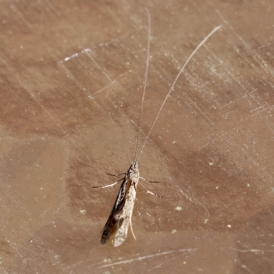 Trichoptera (order) (Unidentified Caddisfly) at Moruya, NSW - 8 Sep 2024 by LisaH