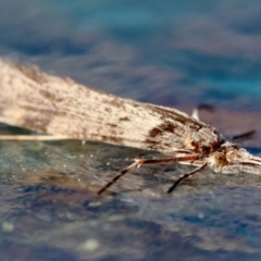 Trichoptera (order) at Moruya, NSW - suppressed