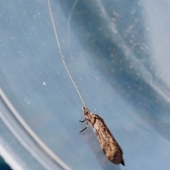 Trichoptera (order) at Moruya, NSW - 8 Sep 2024